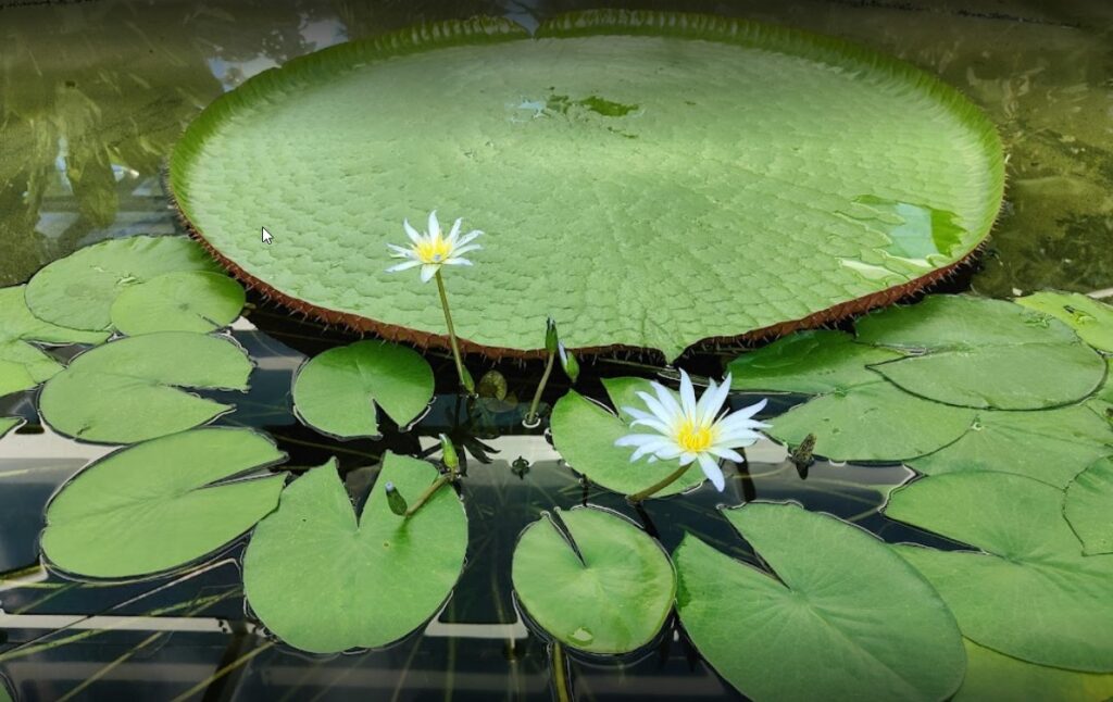 Adelaide Botanic Garden - Amazing Adelaide